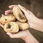 свежий ранний картофель  в Астрахани и Астраханской области 6