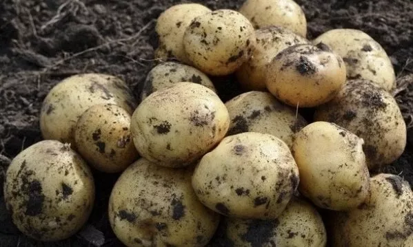 свежий ранний картофель  в Астрахани и Астраханской области