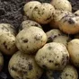свежий ранний картофель  в Астрахани и Астраханской области