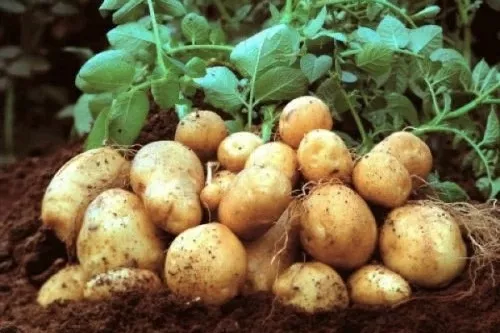 свежий ранний картофель  в Астрахани и Астраханской области 4