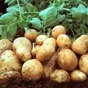 свежий ранний картофель  в Астрахани и Астраханской области 8