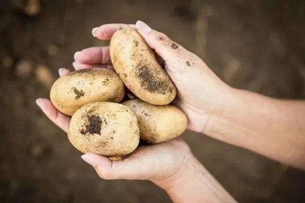 свежий ранний картофель  в Астрахани и Астраханской области 2